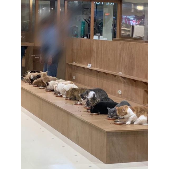 船橋デリヘル風俗｜船橋 西船橋 デリバリーヘルス【キャンパスサミット船橋店】こはる【可愛すぎる‍⬛】日記画像