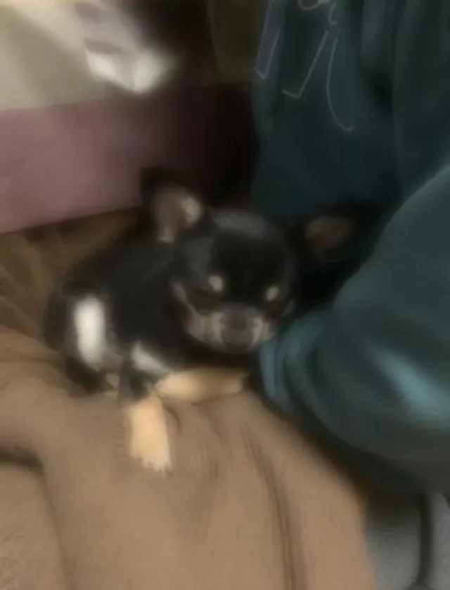 錦糸町デリヘル風俗｜錦糸町 小岩 デリバリーヘルス【キャンパスサミット錦糸町店】もかの日記画像